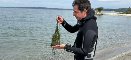 Les herbiers de zostères reprennent vie dans l'étang de Berre
