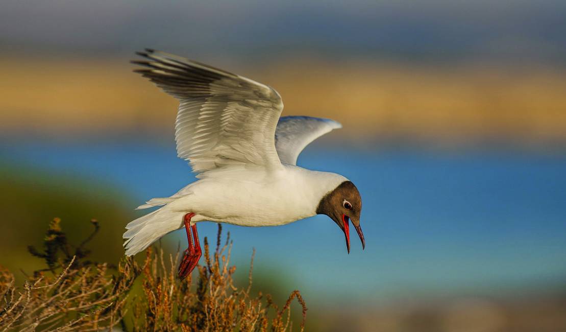 Mouette rieuse (Larus ridibundus) P.Aguilar