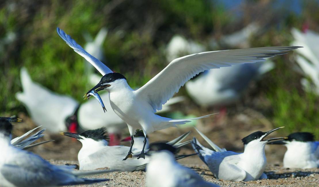 Sternes caugek (Thalasseus sandvicensis) / Sandwich terns