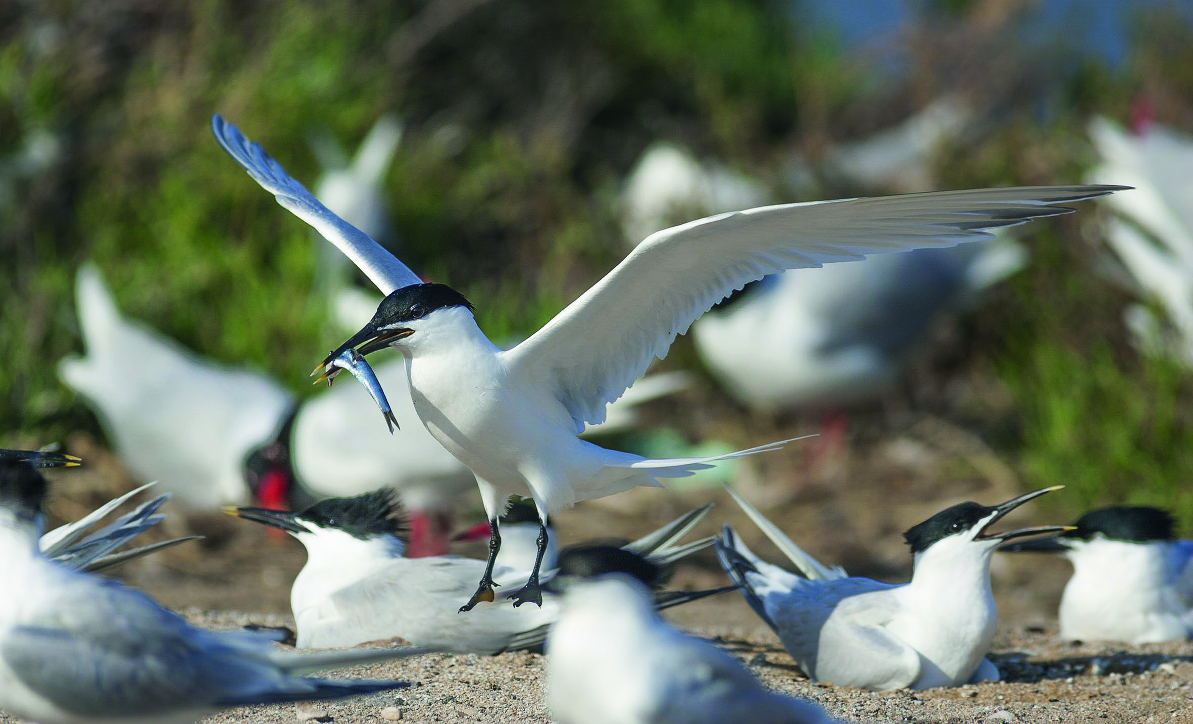 Généralités sur la reproduction des oiseaux