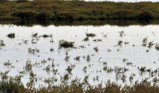 Berre : les Salins du Midi  M.Torres