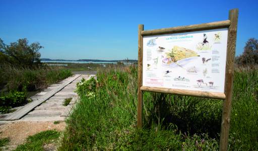 Site protégé de La petite Camargue  au printemps / Protected site of La petite Camargue in springtime