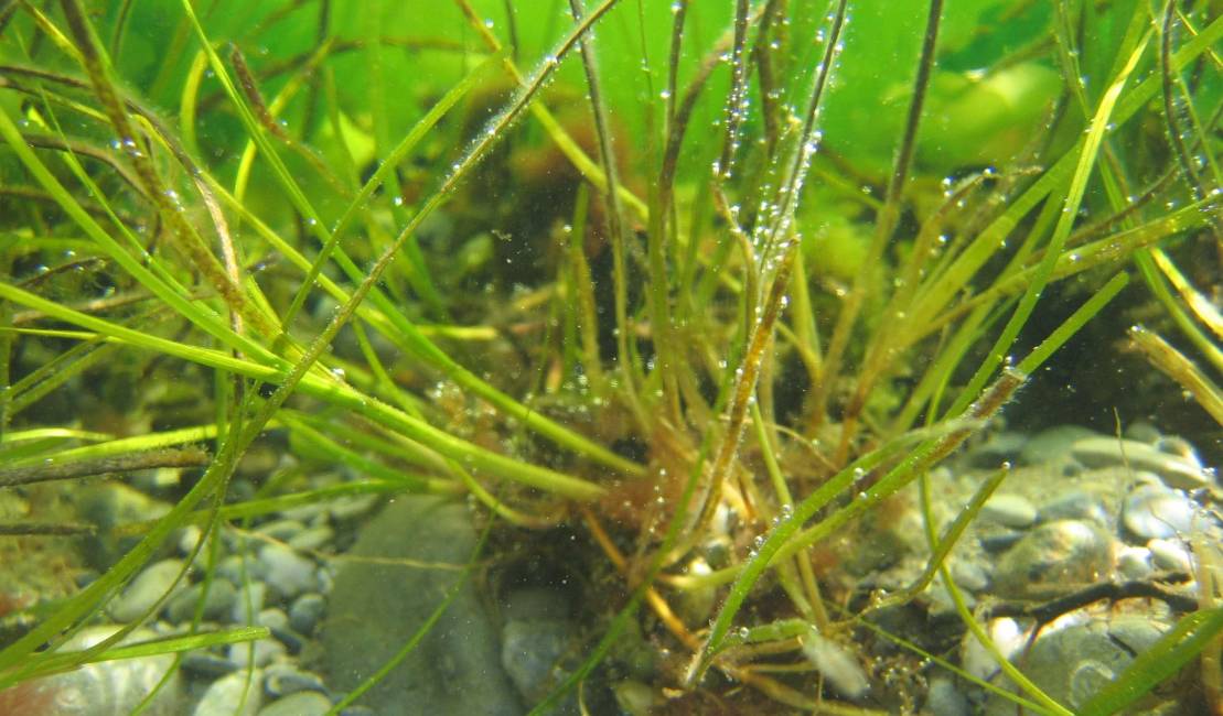 Rhizomes Zostères Arc