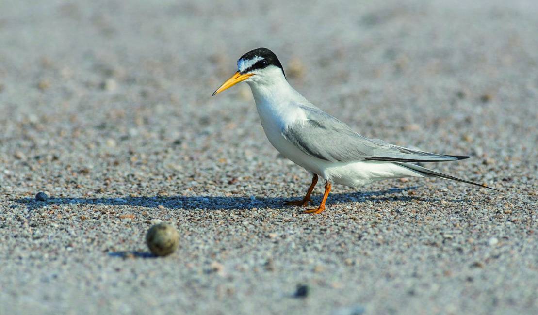 Sterne naine (Sternula albifrons) / Little tern