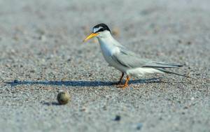 Sterne Naine (Sternula Albifrons) / Little Tern