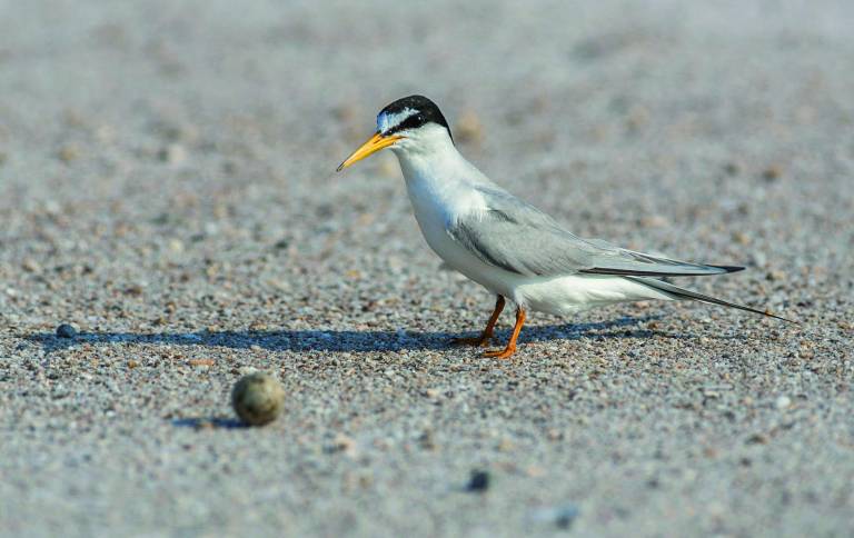 P. Aguilar Sterne Naine (Sternula Albifrons) / Little Tern