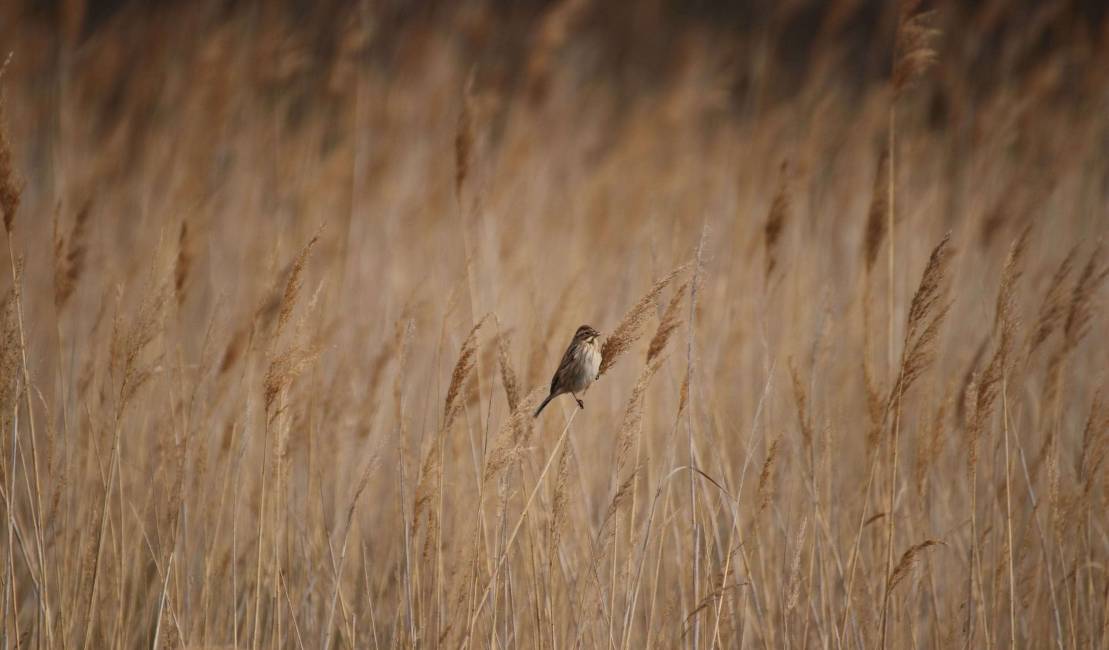 Bruant des roseaux
