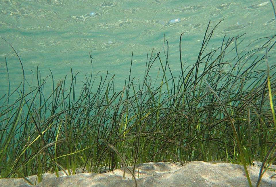 Zostere Arc P. Liger