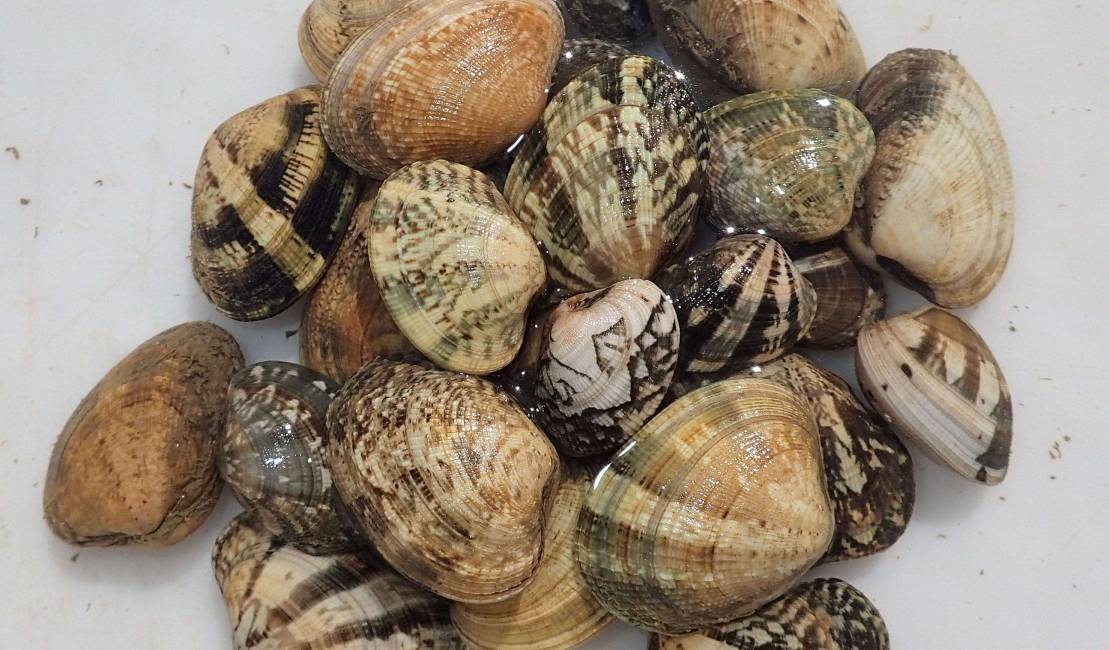 Palourdes japonaises (Ruditapes philippinarum)