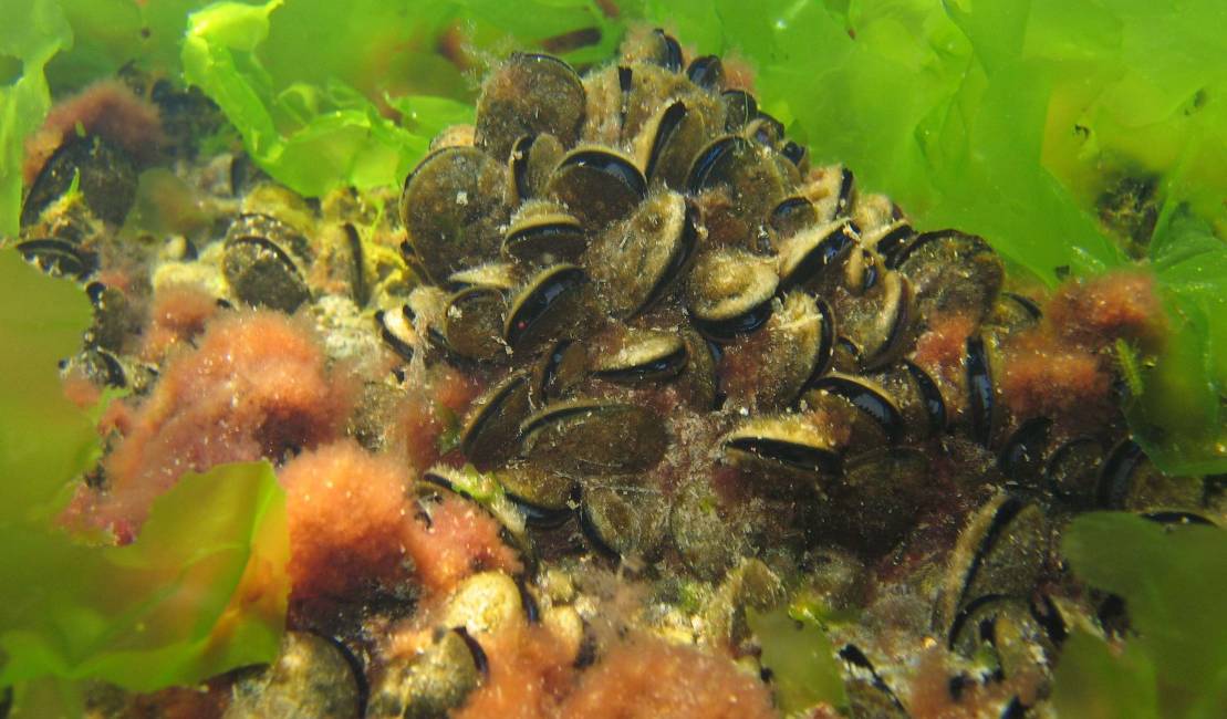 Moule (mytilus galloprovincialis)