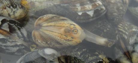 Le GIPREB demande le maintien de la fermeture temporaire de la pêche aux coquillages