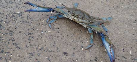 Le crabe bleu, un nouvel envahisseur ?