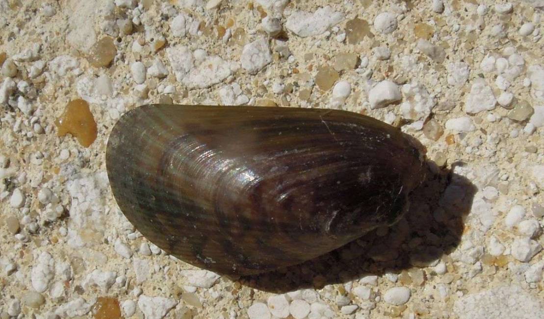 Moule asiatique (Arcuatula senhousia)