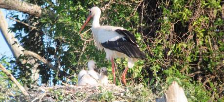 10 nids, 25 cigogneaux, les cigognes se plaisent sur l'étang de Berre