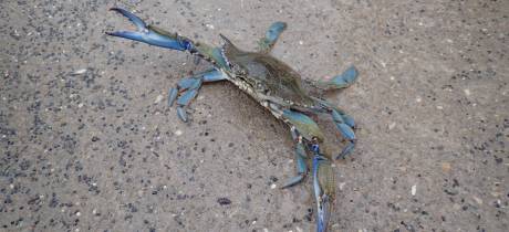 Enquête sur la perception du crabe bleu et de sa potentielle consommation