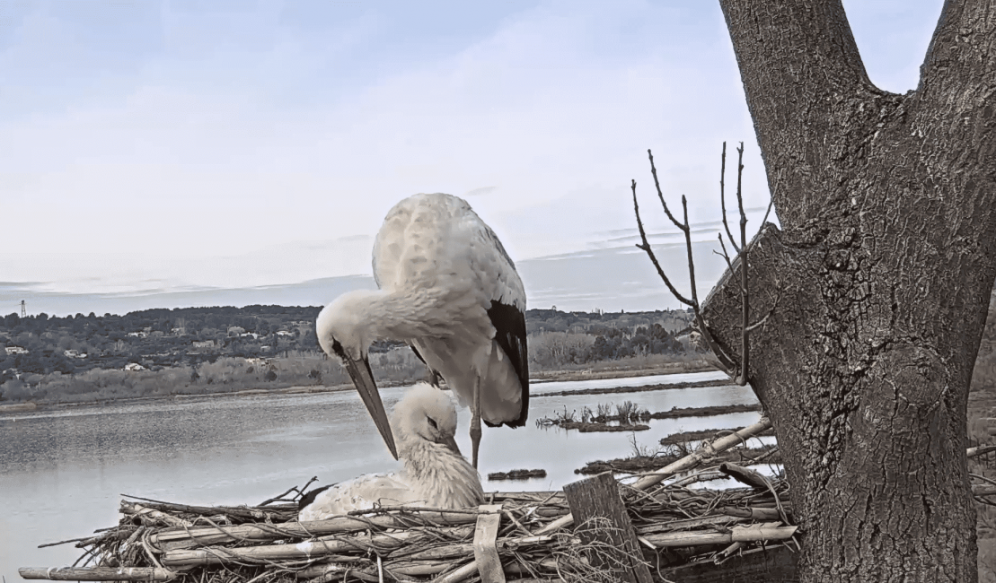 Cigognes à la Poudrerie