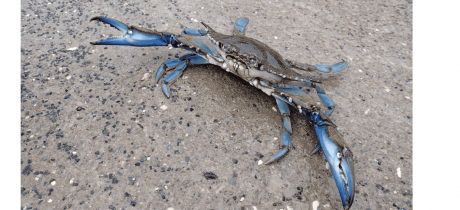 Le crabe bleu en pince pour l'étang !