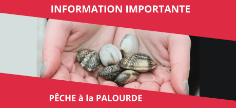 Pêche des bivalves temporairement interdite