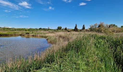 Marais de la Tête Noire