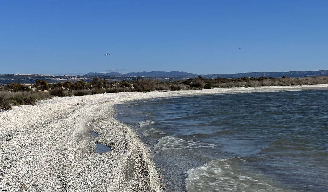 Rives de l'étang de Berre