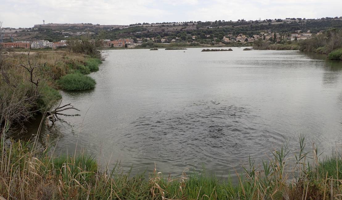 Salin du Lion