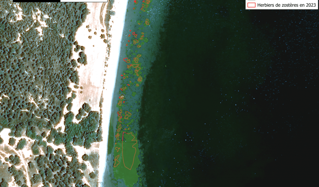 Cartographie 2024 des zostères au niveau de Figuerolles