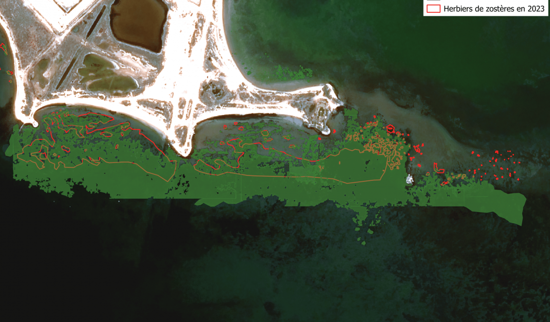Cartographie 2024 des zostères au niveau de pointe de Berre