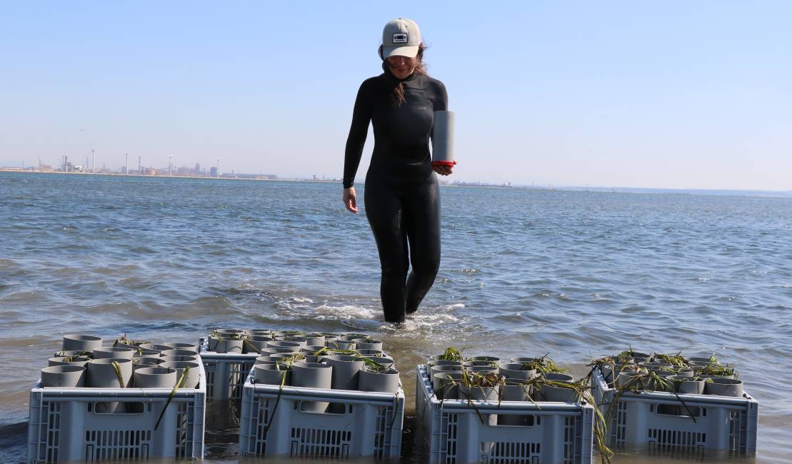 Plusieurs mottes en attente de transplantation