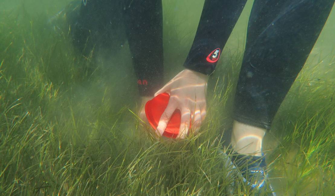Prélèvement sur le site donneur
