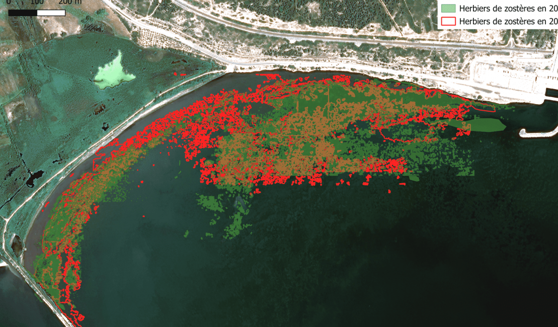 Cartographie 2024 des zostères au niveau du bassin de délimonage