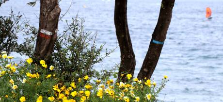Marcher au bord de l'étang