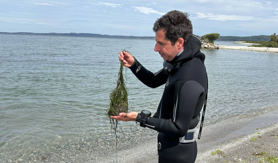 Une motte de zostères naines