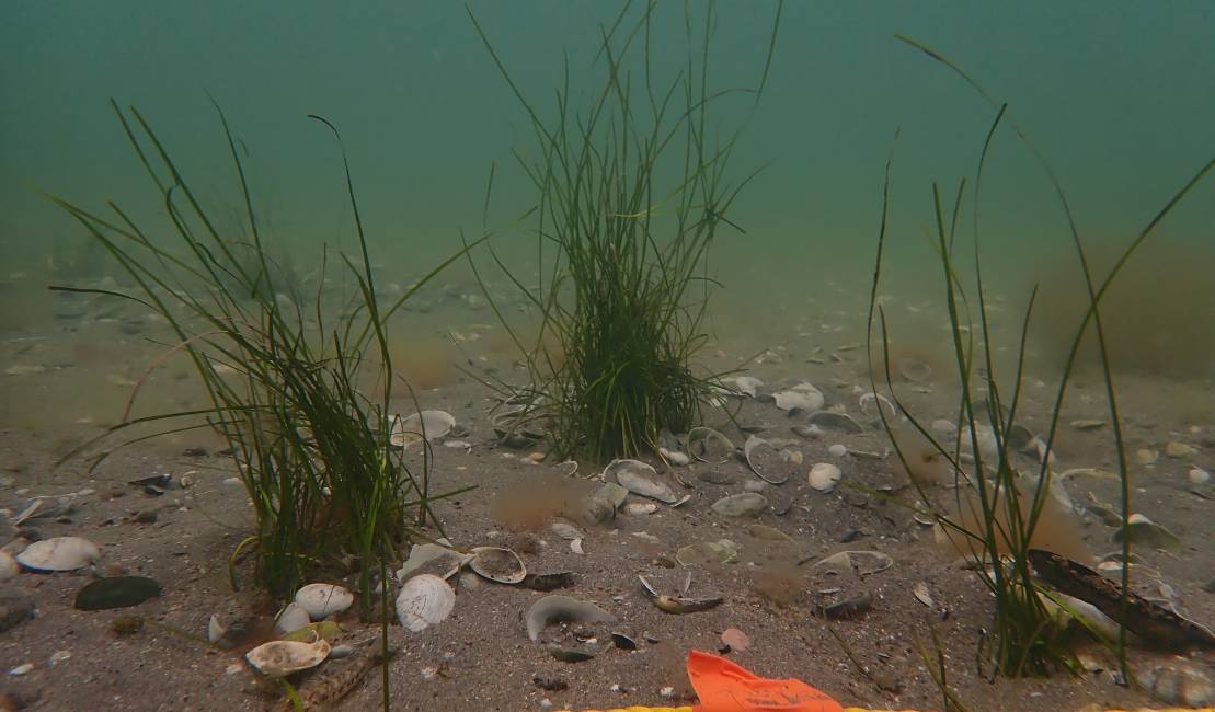 Plantation effectuée