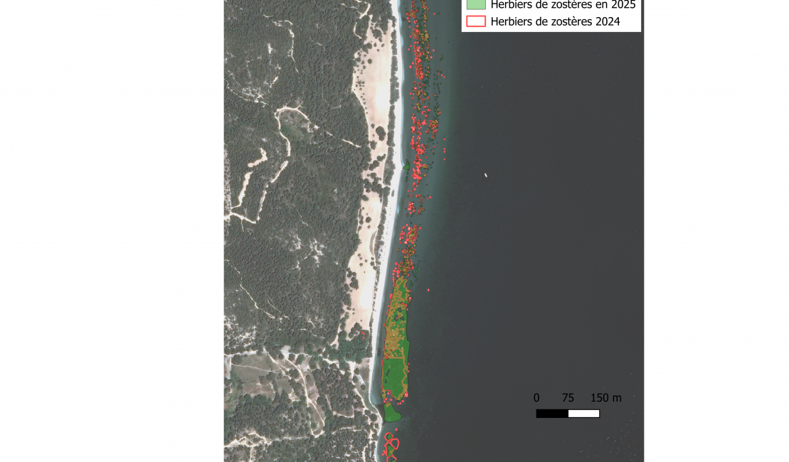 Cartographie 2025 des zostères au niveau de Figuerolles