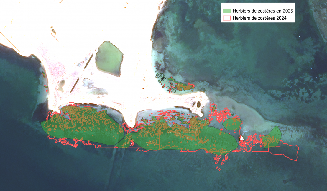 Cartographie 2025 des zostères au niveau de pointe de Berre