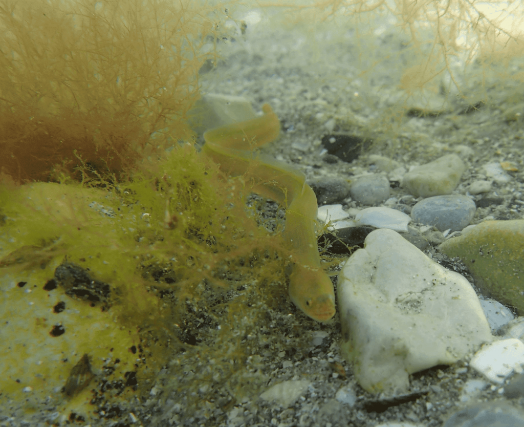 Fédération de Vendée Pour la Pêche et la Protection du Milieu Aquatique