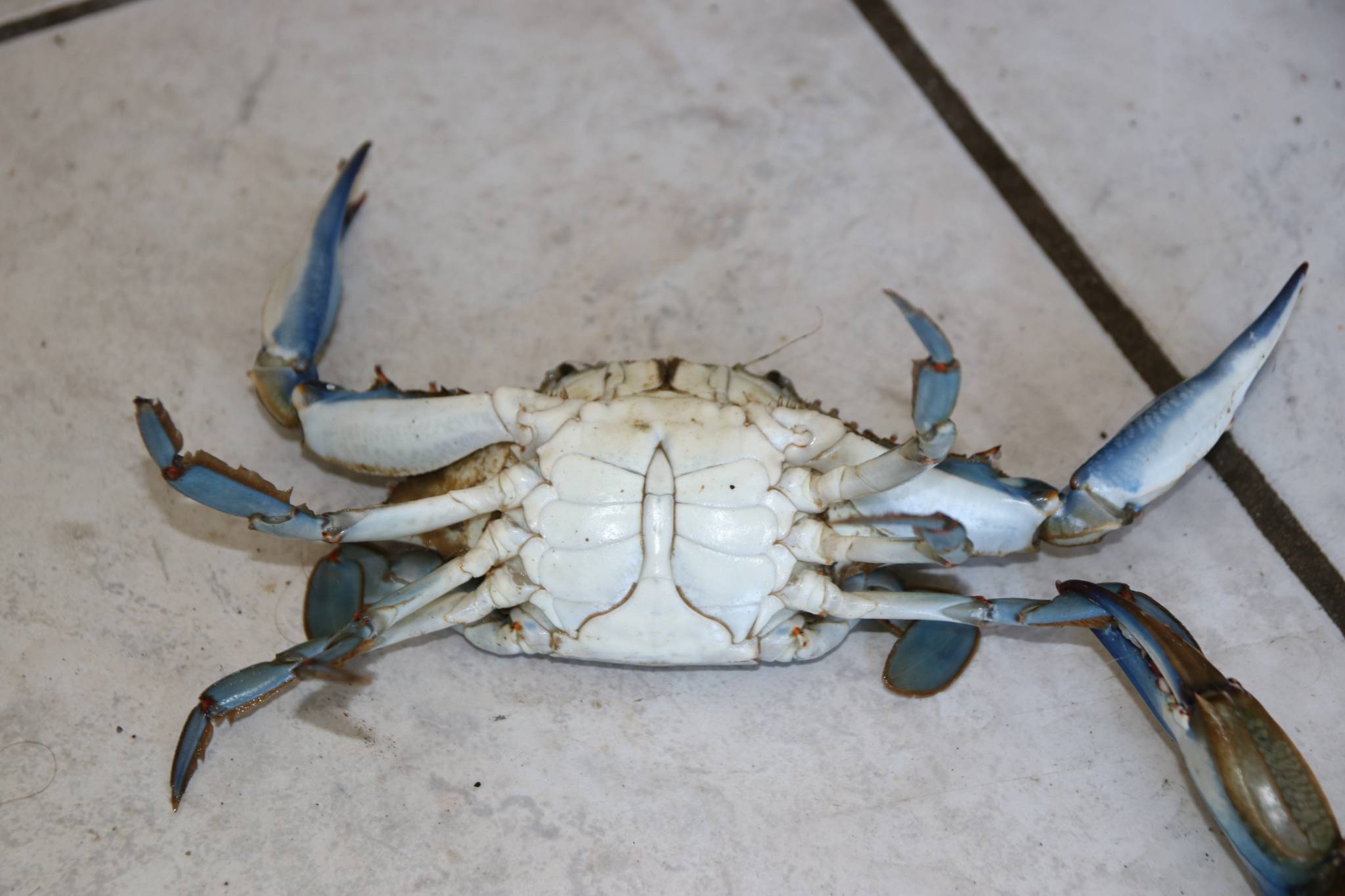 Le crabe bleu, un nouvel envahisseur ? GIPREB Etang de Berre Le crabe bleu, un nouvel envahisseur ? GIPREB Etang de Berre